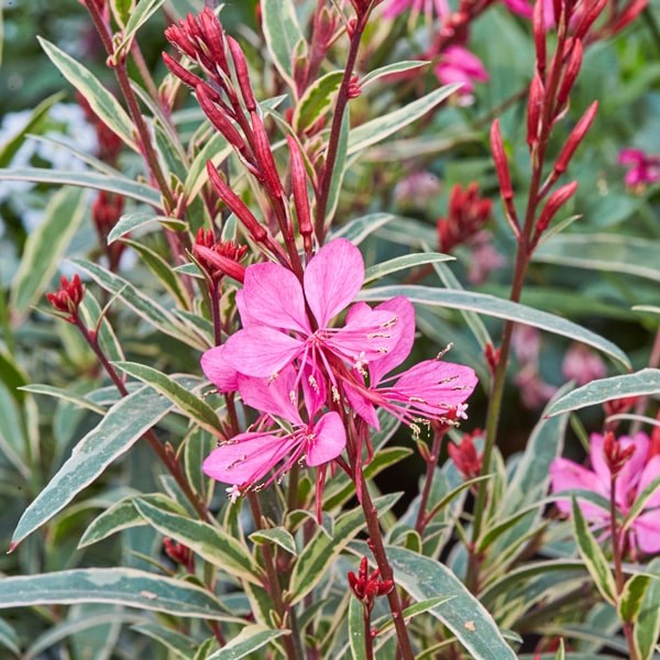 Gambit variegated rose