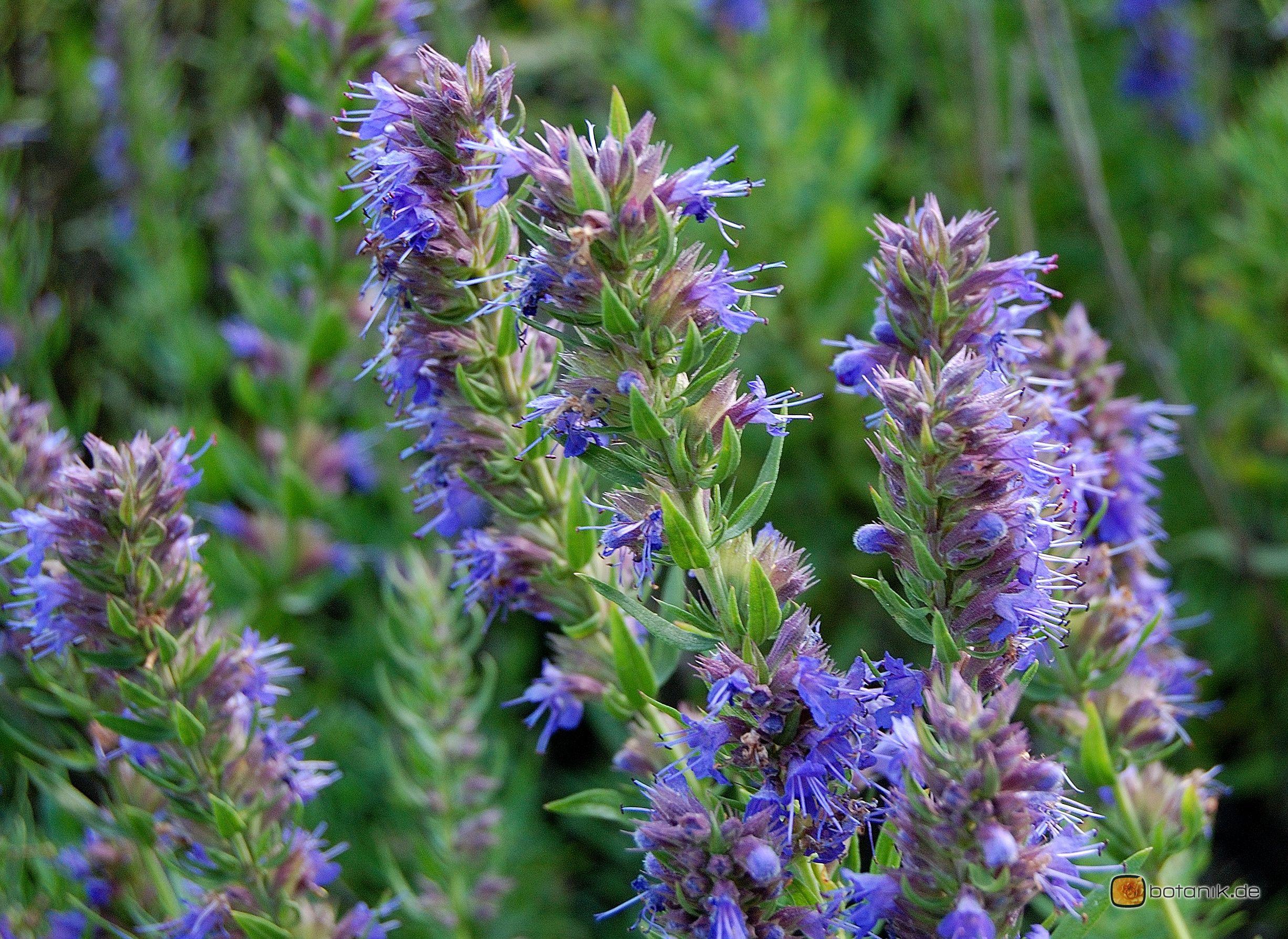 Hyssop