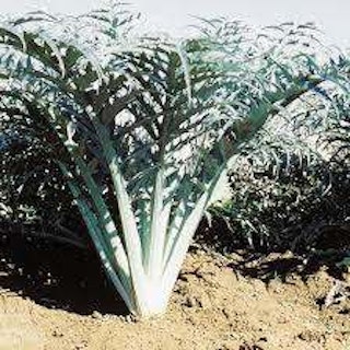 Kardoen plant1