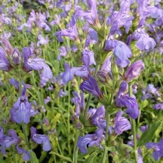 Lavendelsalie