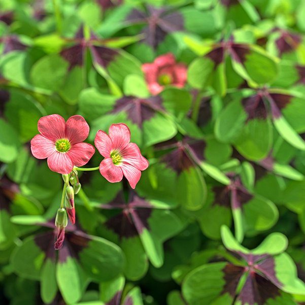 Limoenklaver iron cross