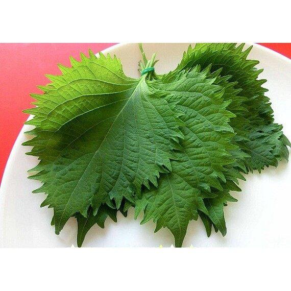 Shiso groen