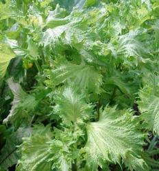 Shiso groen1