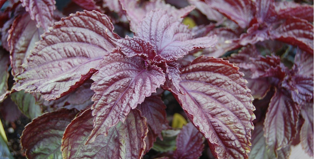 Shiso rood