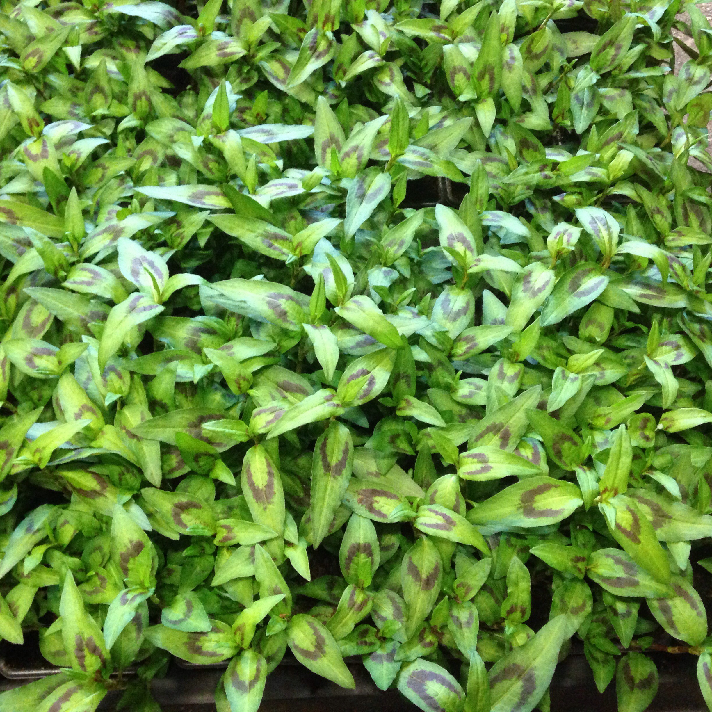 Vietnamese Koriander