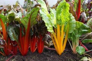 Warmoes regenboogkleuren kaartje 001 300x200