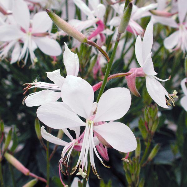 Whirling butterflies